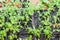 Pea plants growing in pots inside