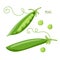 Pea pod vegetable. Green peas vector illustration. Vegetable organic eco bio farm products. For logo, menu, icon farmers