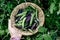 Pea pods. Green and purple sweet pea pods in basket in the garden