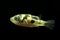 pea pufferfish or pygmy pufferfish, is a small, freshwater pufferfish