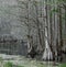 Pea River Swamp, Alabama