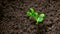 Pea seedling growing out of the soil, time lapse