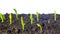 Pea sprouts grow, tilt time-lapse