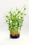 Pea sprouts with soil  beans and roots on white background. Young pea microgreen shoots