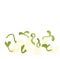 Pea sprouts vector stock illustration. Micro-green. Legume plants