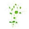 Pea sprouts vector stock illustration. Micro-green. Legume plants. Sprouted shoots with green leaves.