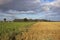 Pea and sugar beet crops