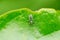 Pea weevil on leaf, Bruchus pisorum, Satara