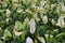 Peace lilies blooming in the garden, Peace Lily, Sail Plant, Spathe Flower