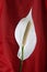 Peace lilly on a red background