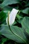 Peace Lily