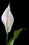 Peace Lily