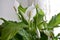peace lily pictures