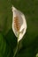 Peace Lily