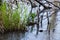 Peace lily aquatic water plan growing wild in marshy wetland of the Northwoods