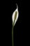 Peace lily black background