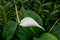Peace lily blooming in garden