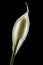 Peace lily close up