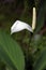 Peace lily in contrast to the forest green background