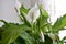 Peace lily flower