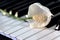 Peace Lily Flower on Keyboard