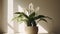 Peace lily flower pot indoors with natural sunlight from the window. Generative AI