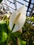 Peace Lily flower and scientific name is Spathiphyllum kochii