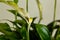 Peace lily flower Spathiphyllum floribundum