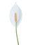 Peace lily flower with stem