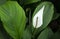 Peace lily flowering plants in white color blooming in the tropical garden.