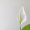 Peace lily on light grey background, copy space, square.