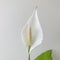 Peace lily on light grey background, square.