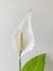 Peace lily on off white background , vertical.