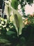 Peace Lily Plant - Spathiphyllum cochlearispathum