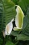 Peace Lily Spathiphyllum cochlearispathum