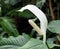Peace Lily Or Spathiphyllum Cochlearispathum