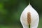 Peace lily Spathiphyllum flower