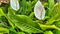 Peace Lily Spathiphyllum Wallisii