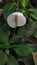 Peace lily & x28;Spathiphyllum wallisii& x29; is a species of flowering ornamental plant that comes from the Aracea family