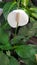 Peace lily & x28;Spathiphyllum wallisii& x29; is a species of flowering ornamental plant that comes from the Aracea family
