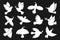 Peace symbol dove shape set flying bird pigeon olive branch sign freedom humanity peaceful emblem