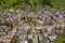 Peaceful aerial view of villages in Zermatt valley in summer