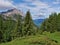Peaceful alpine landscape with meadow, pink flowers and coniferous trees in the Gailtal Alps near Lienz, Tyrol, Austria.