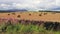 Peaceful ambient countryside late summer meadow with hay stacks