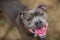 Peaceful American Staffordshire Terrier standing in park