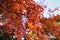 Peaceful autumn scene of red foliage cascading from the branches of trees