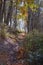 Peaceful Autumn Walkway Through the Woods