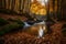 A peaceful autumn woodland covered in a layer of fallen leaves