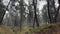 Peaceful, Beautiful Pine Forest During Rainstorm