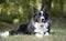 A peaceful border collie puppy relaxes in the grass